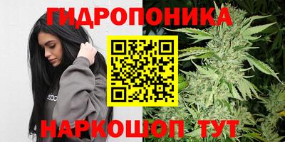 крисы Можга